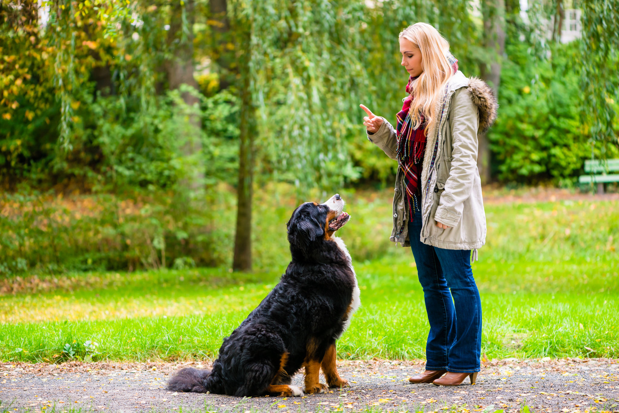 dog training