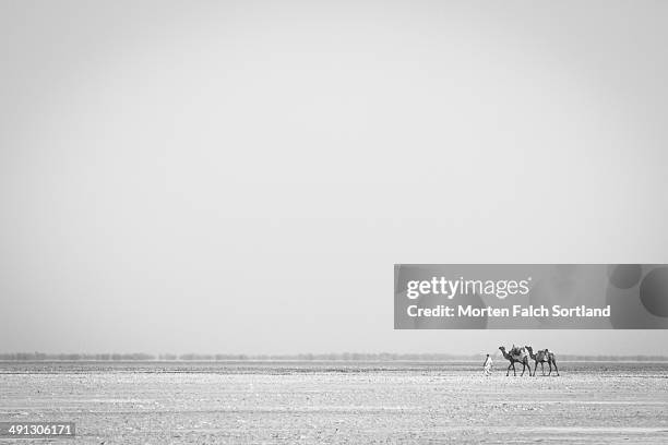 camel walk - rann of kutch stock pictures, royalty-free photos & images