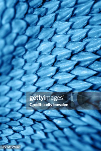 Reptile Skin Bearded Dragon High-Res Stock Photo - Getty Images