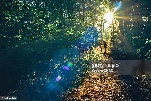 into the woods - woodland stock pictures, royalty-free photos & images