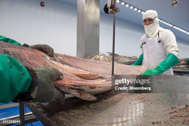 Tuna Process 373 Tuna Processing Stock Photos, High-Res Pictures, and Images - Getty ...