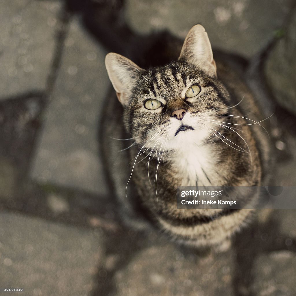 Cat looking up