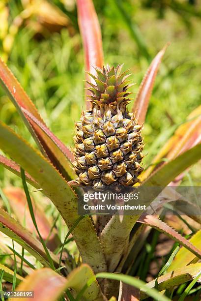 fresh fruit - easter_island stock pictures, royalty-free photos & images