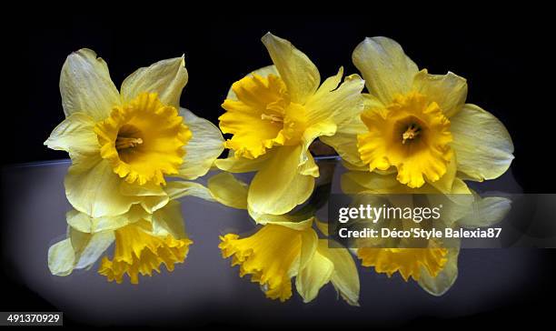 le miroir des jonquilles - miroir stock pictures, royalty-free photos & images