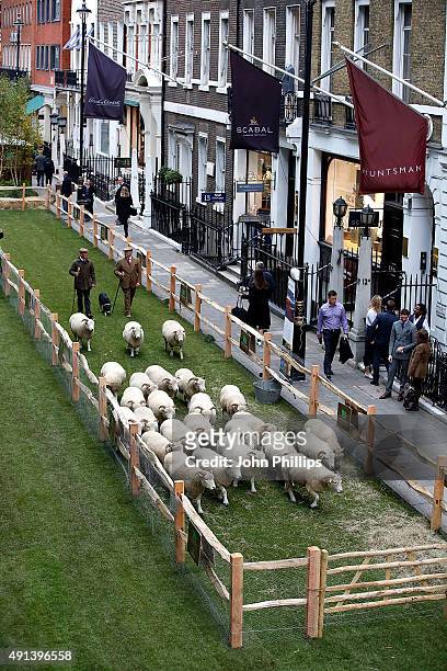 Two sheep breeds grazing the length of Savile Row to mark the launch of Wool Week 2015 with 'Sheep On The Row' at Saville Row on October 5, 2015 in...