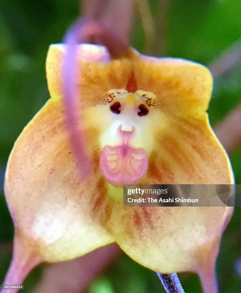 Monkey Orchid Blooms At Kyoto Botanical Garden