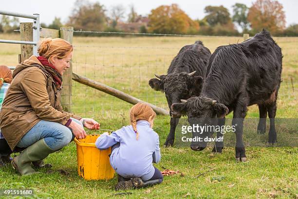 young girls and mother feeding cows on an organic farm - buckinghamshire stock pictures, royalty-free photos & images