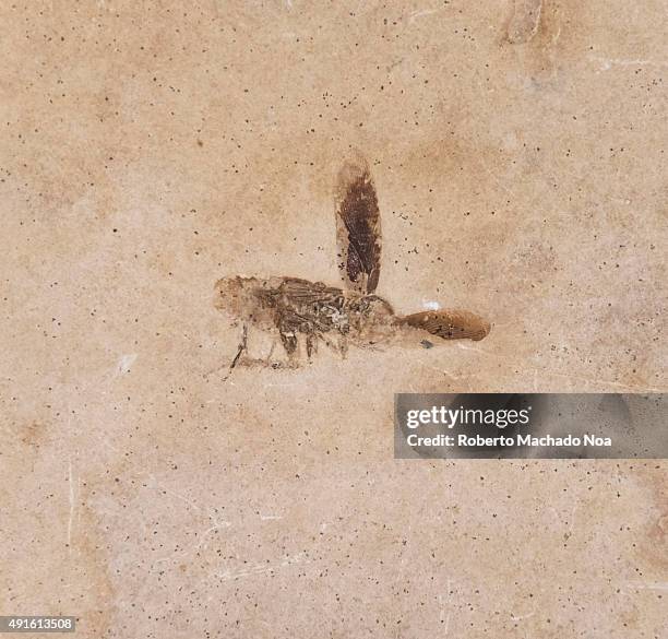 Petrify Insect Ontario Insect Fair Photos and Premium High Res Pictures - Getty Images
