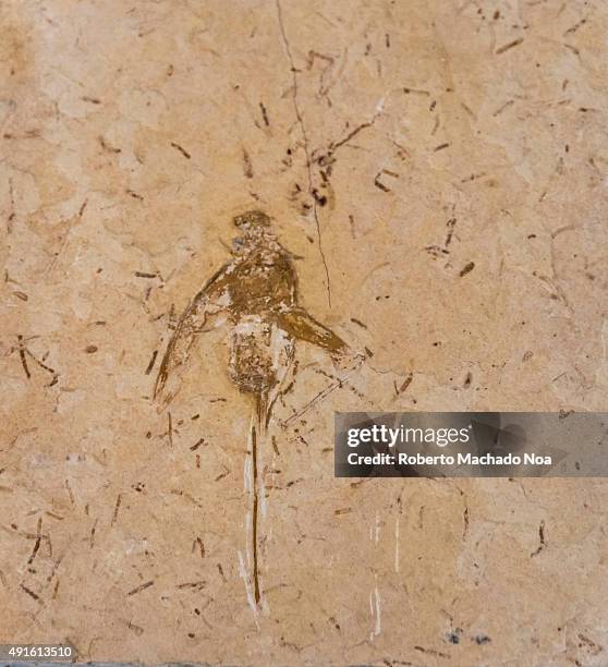 Petrify Insect Ontario Insect Fair Photos and Premium High Res Pictures - Getty Images