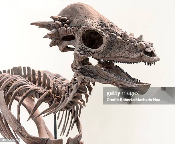 Close up of the skeleton of a dinosaur on display at the Royal Ontario Museum. The Royal Ontario Museum is a museum of art, world culture and natural...
