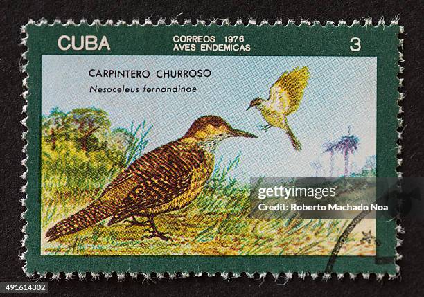 Cuban postage stamp with a Carpintero Churroso bird or Nesoceleus fernandinoe. Portrait of two birds in a field is framed by a forest green square....