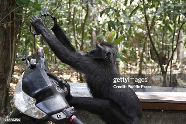 Sulawesi black monkey making funny faces at the the rearview mirror of a motorcycle parked in Tangkoko Nature Reserve, Bitung. He then tried block it...