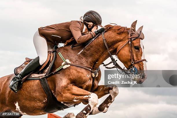 saut d'obstacles avec des chevaux skateur sautant au-dessus de haie - jument photos et images de collection