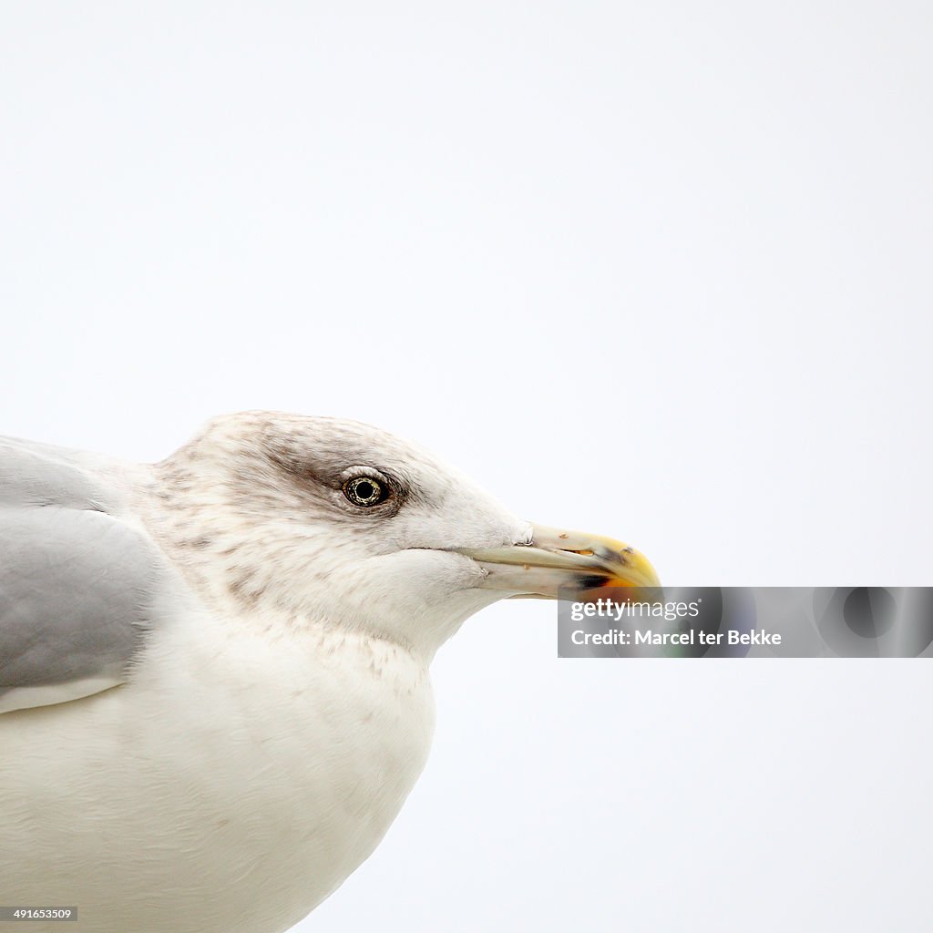 Seagull in profile