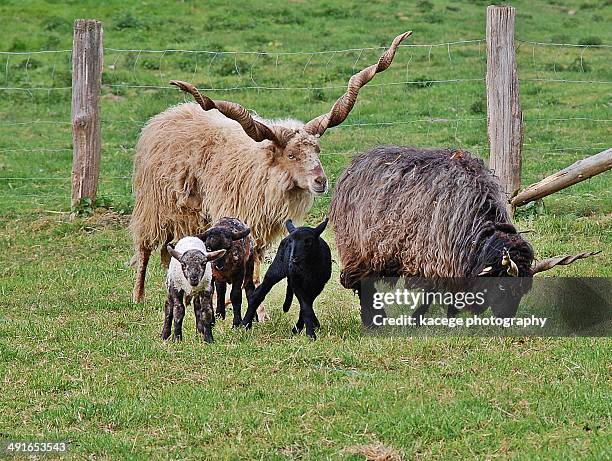 Racka Racha Racka Photos and Premium High Res Pictures - Getty Images