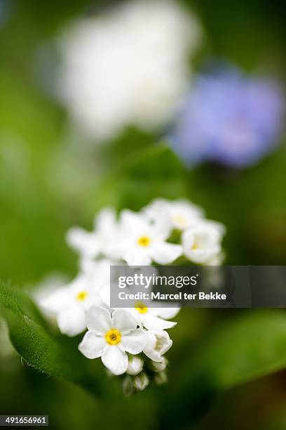 white forget-me-not - myosotis arvensis stock pictures, royalty-free photos & images