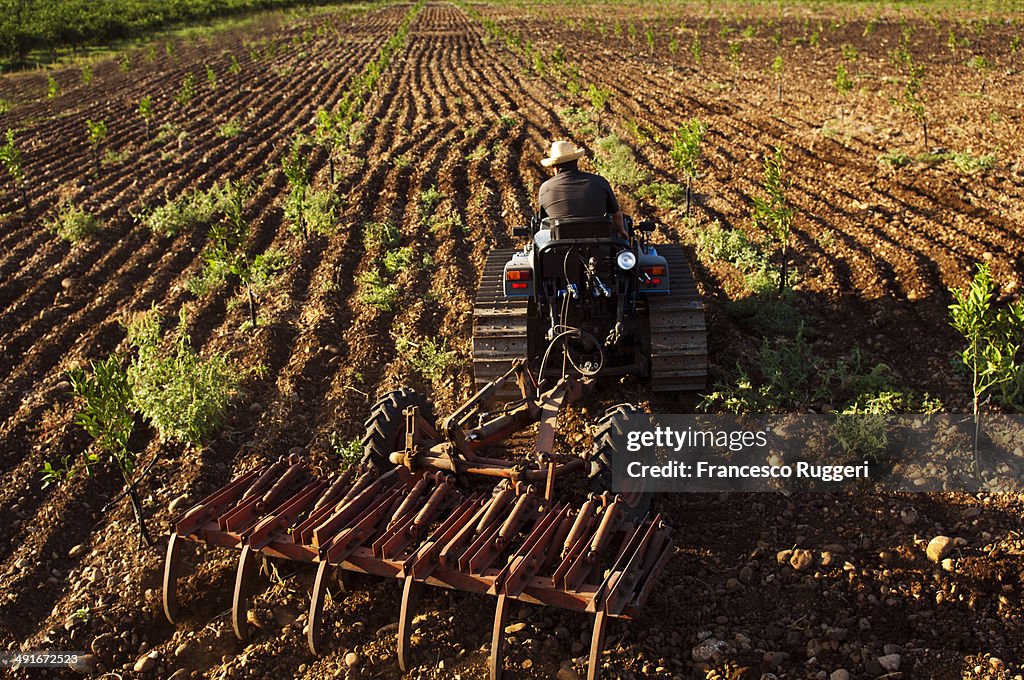 Man with tractor plowing a young orange grove