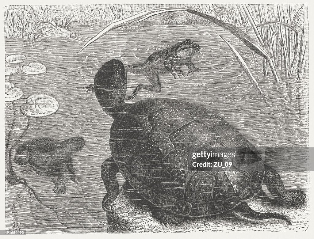 European pond turtle (Emys orbicularis), wood engraving, published in 1884