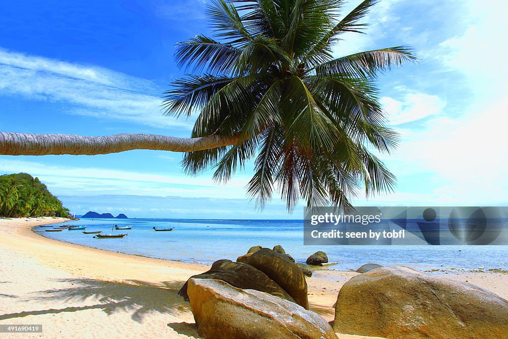 Palm tree