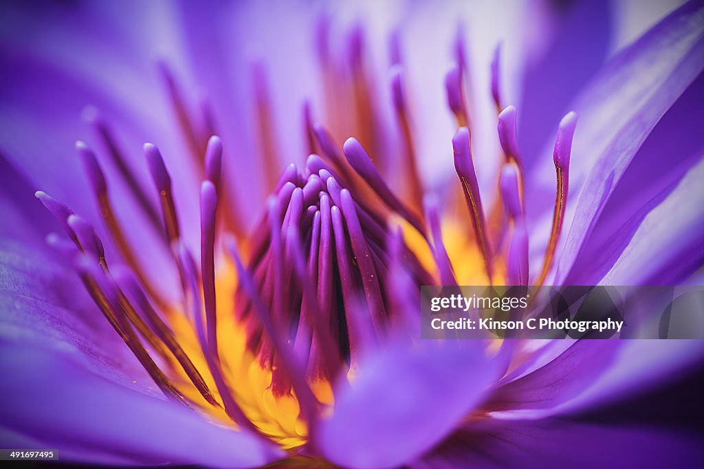 Closeup of purple waterlily