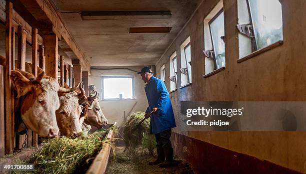 farmer fütterung kühe hay in der scheune - female cows with horns stock-fotos und bilder