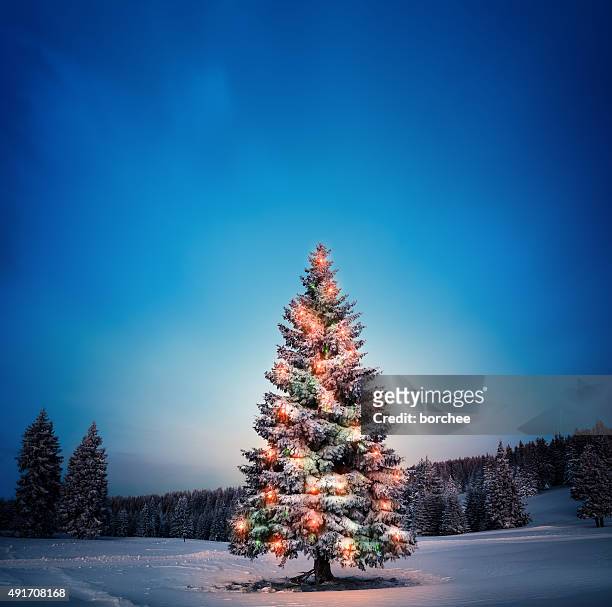 christmas tree - christmas trees 個照片及圖片檔