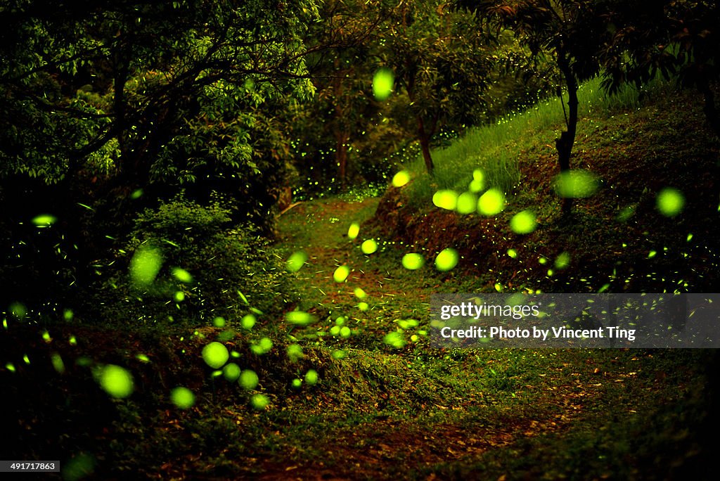 Dance of fireflies, Fairy