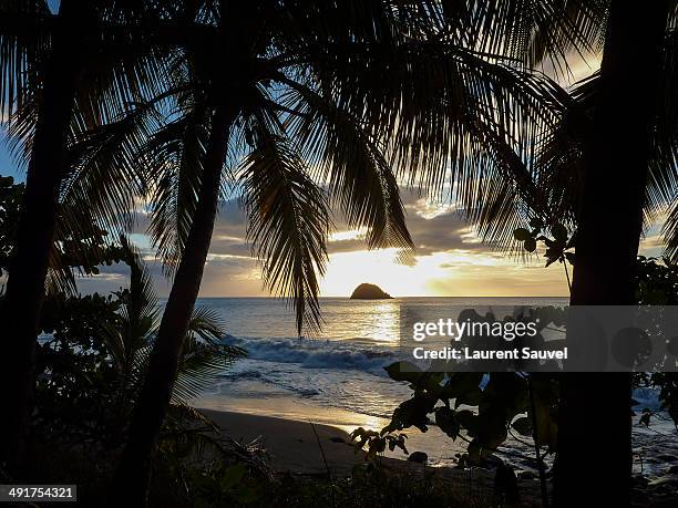 silhouette of palm trees on the beach at sunset - martinique beach stock pictures, royalty-free photos & images