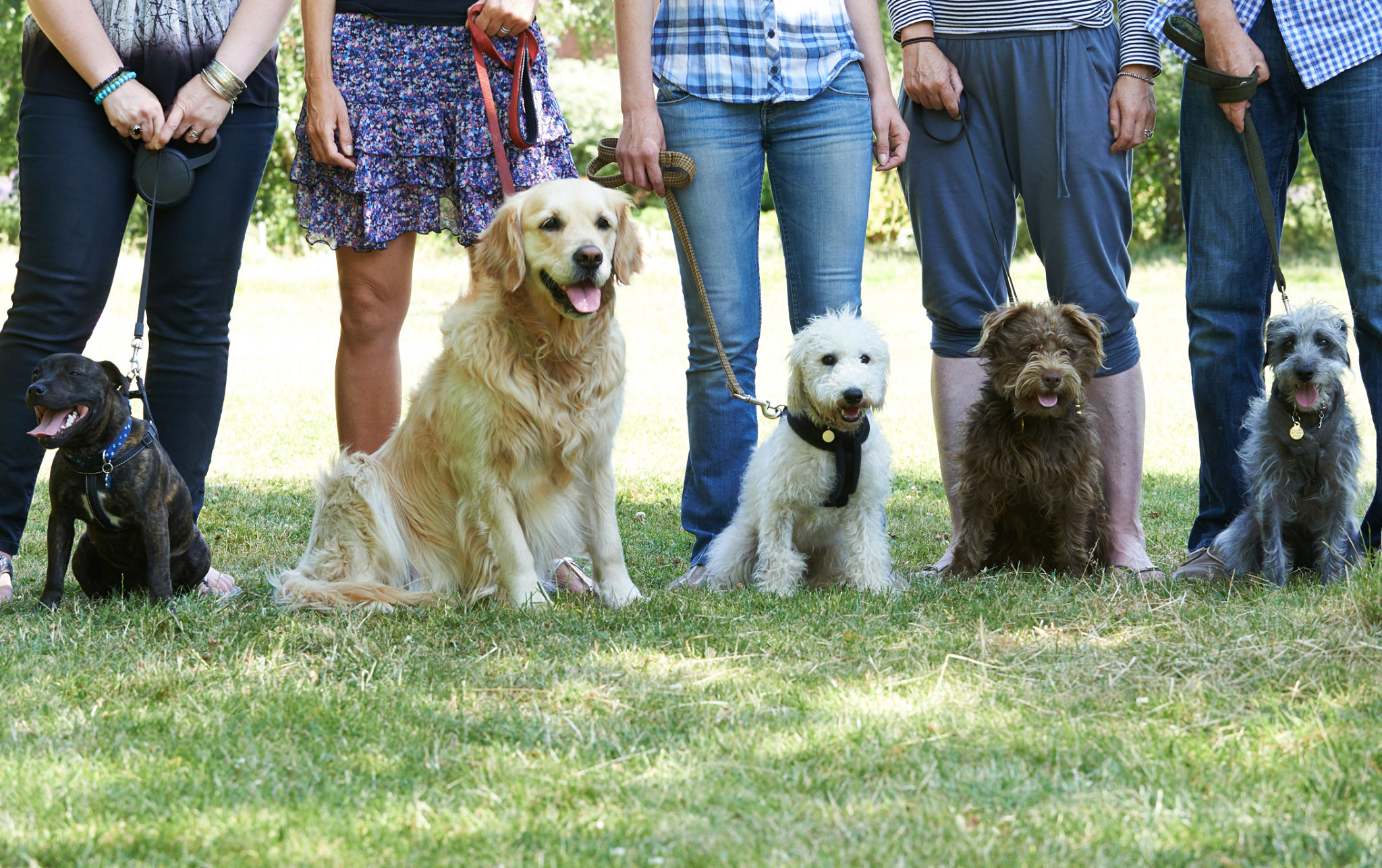 dog learning