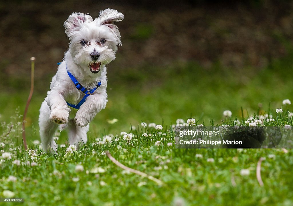 Happy Maltese puppy jumps for joy in the clover