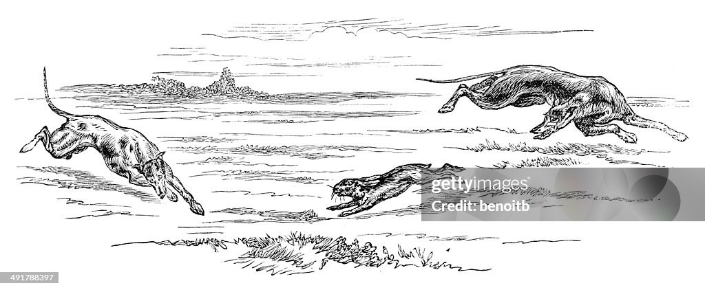 Greyhounds Hunting Hare High-Res Vector Graphic - Getty Images