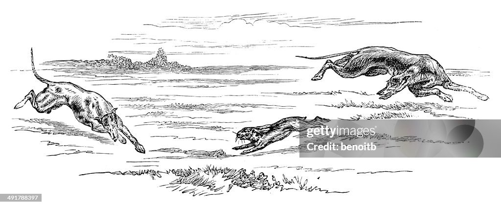 Greyhounds Hunting Hare High-Res Vector Graphic - Getty Images Greyhounds Hunting Hare High-Res Vector Graphic - Getty Images