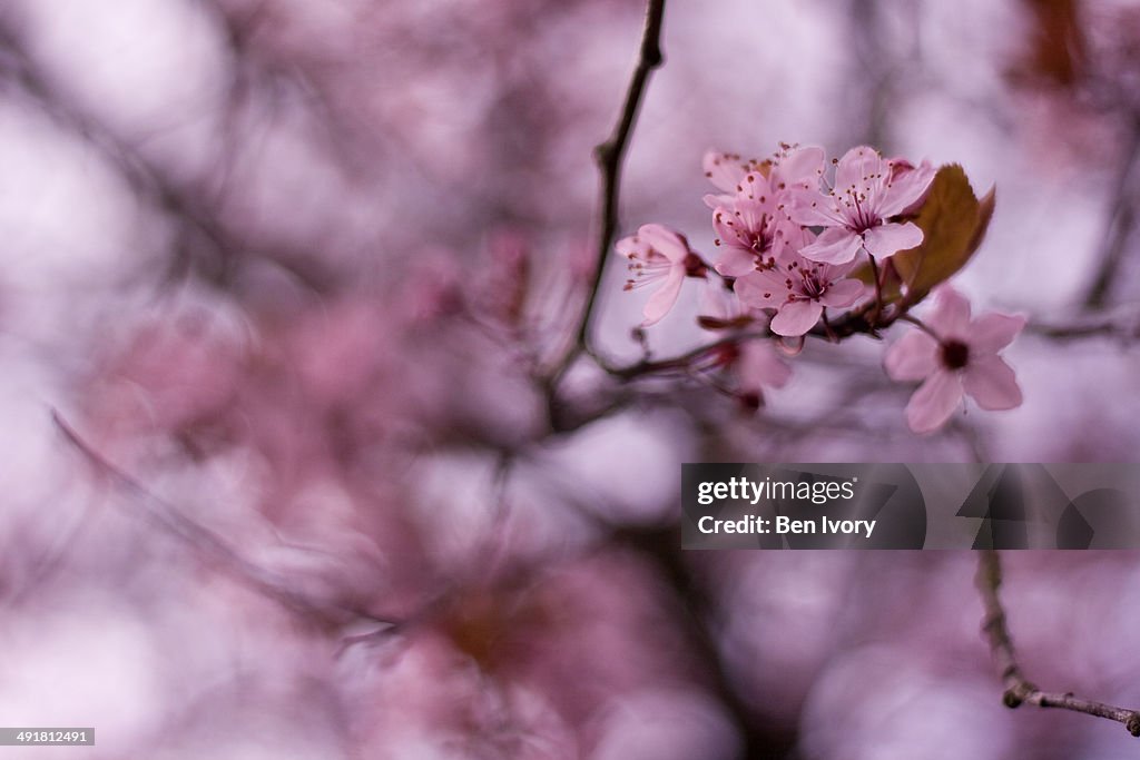 Pink cherry blossom