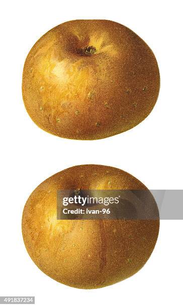 apples - brown apple stock illustrations