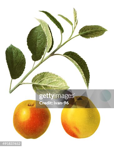 Apples Apples