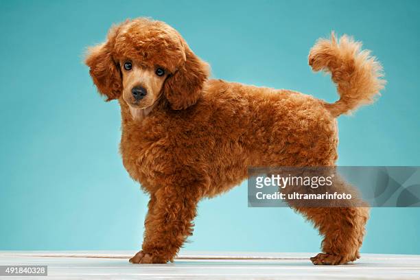 dog   cute miniature poodle puppy - brown poodle stockfoto's en -beelden
