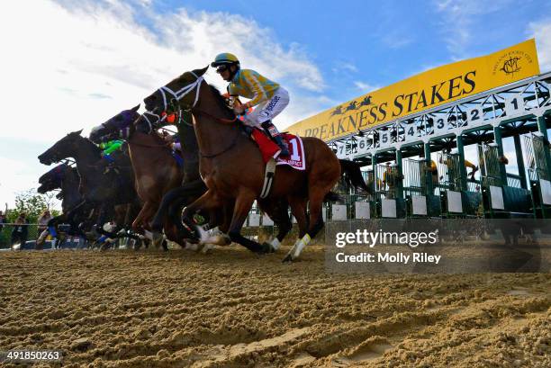 The field breaks from the gate during the 139th running of the Preakness Stakes at Pimlico Race Course on May 17, 2014 in Baltimore, Maryland.