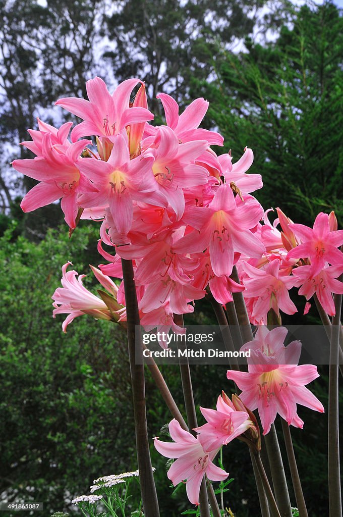 Pink flowers