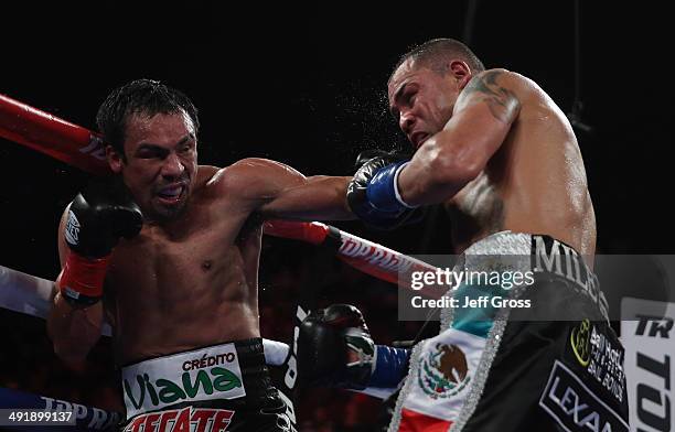 Juan Manuel Marquez connects with a left hand to the chin of Mike Alvarado at The Forum on May 17, 2014 in Inglewood, California.