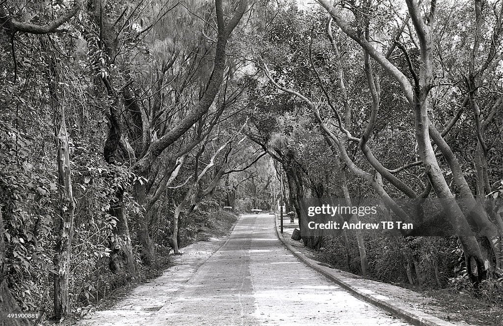 Canopy of trees on Cheung Chau Island HK