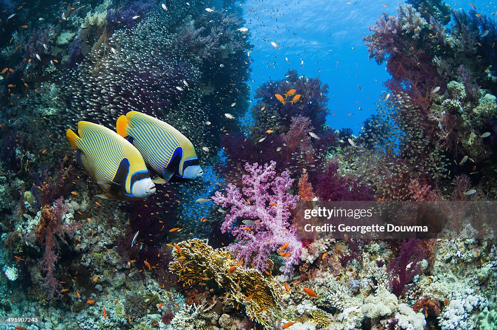Angelfish over coral reef scenery