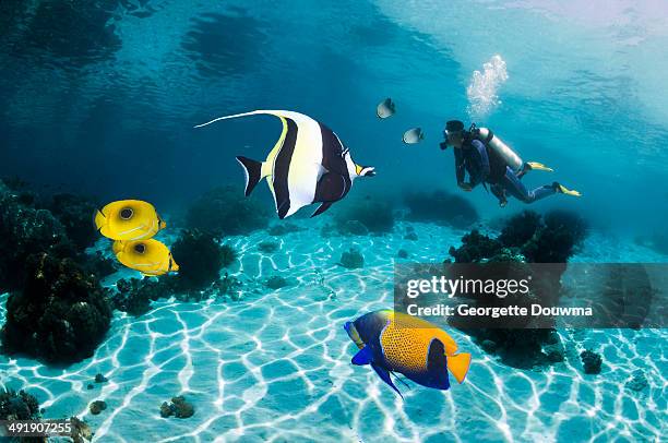 tropical fish with scuba diver - pomacanthus xanthometopon stock pictures, royalty-free photos & images