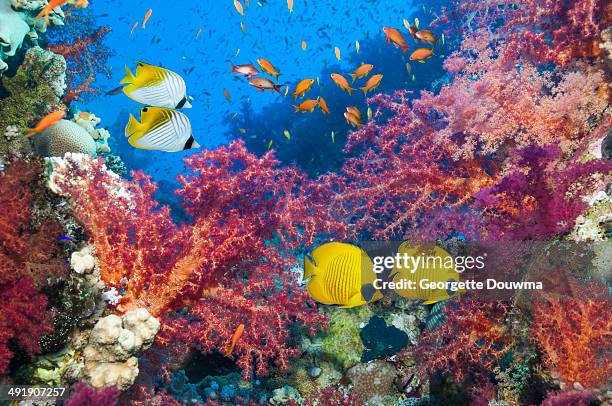 coral reef scenery with butterflyfish - pesce farfalla foto e immagini stock