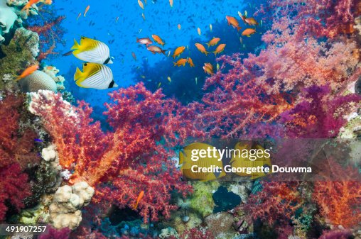 Geka Fish Coral Reef Scenery With Butterflyfish High-Res Stock Photo - Getty Images