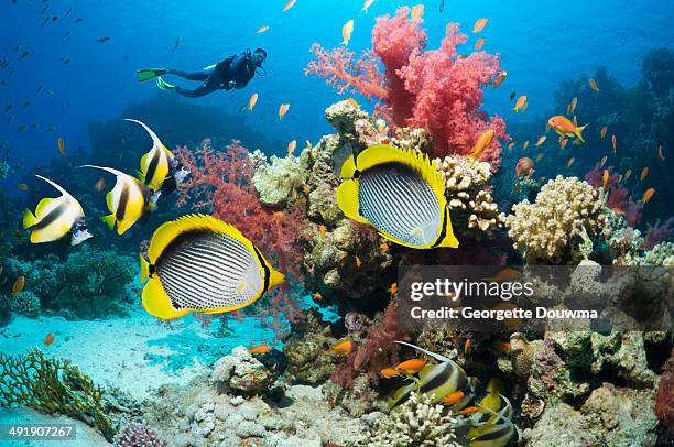 tropical fish over coral reef with a scuba diver - mar vermelho - fotografias e filmes do acervo