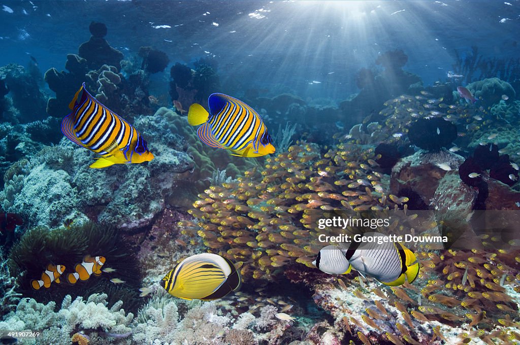 Tropical fish over coral reef.