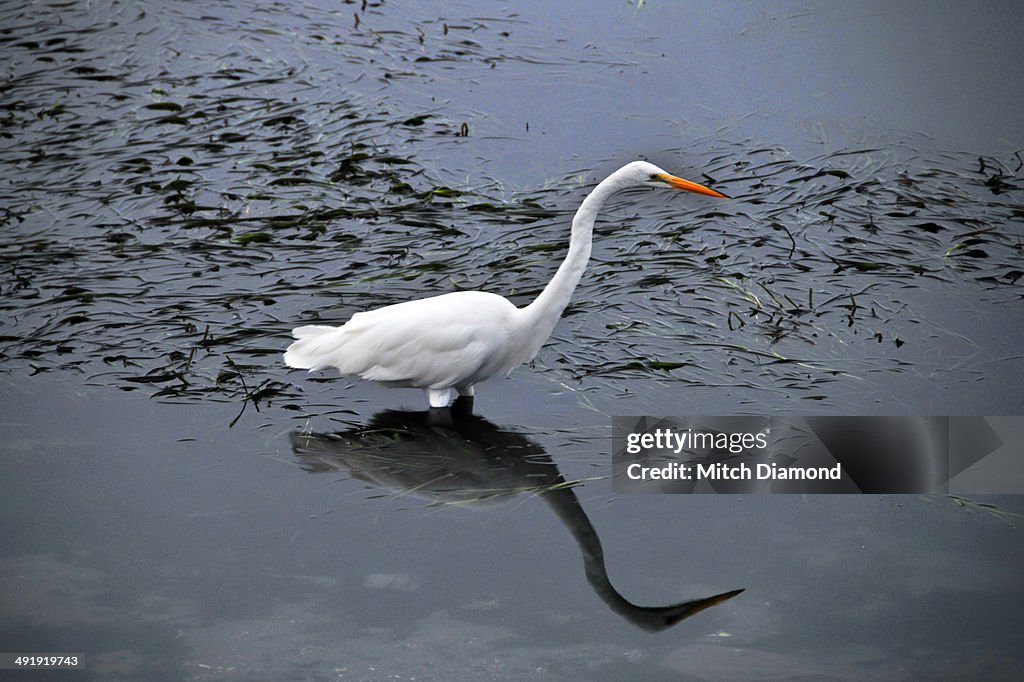 Egret in the water