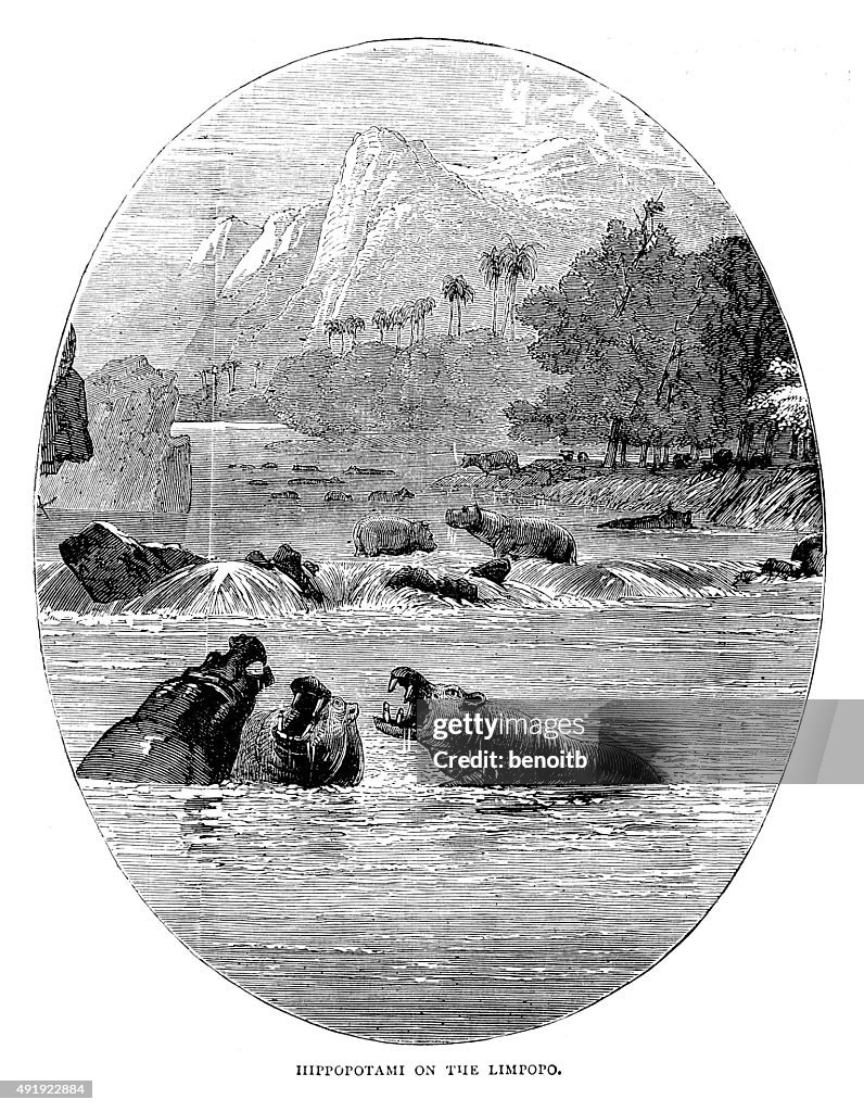 Hippos On The Limpopo