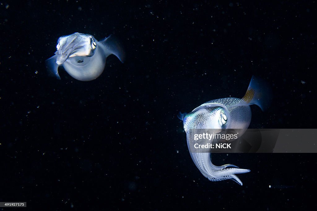 Scuba diving with floating squid.