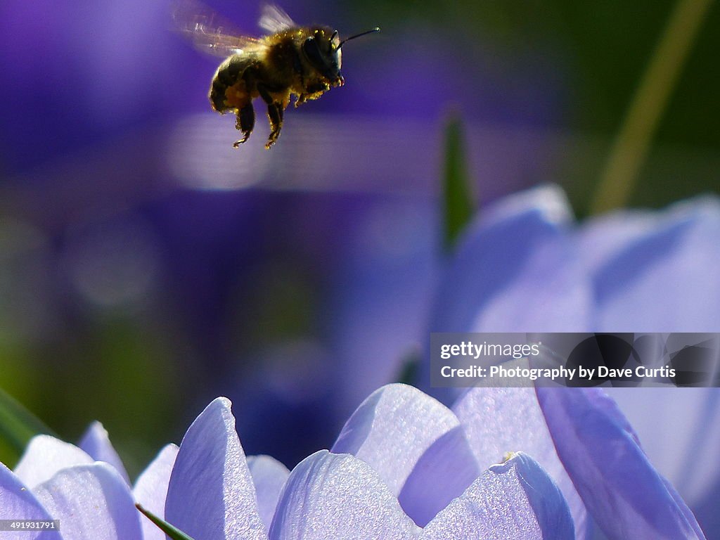 Buzzing around.